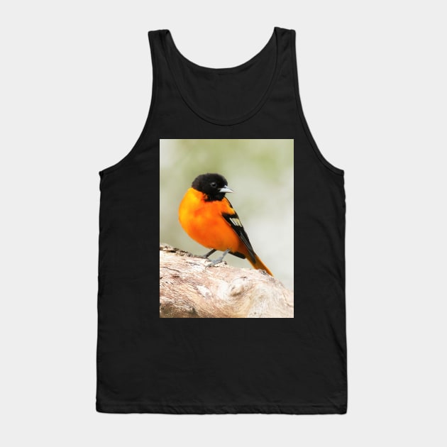 Baltimore Oriole Portrait Tank Top by BirdsnStuff